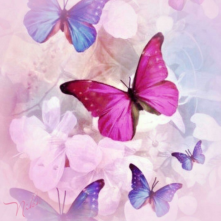 butterflies