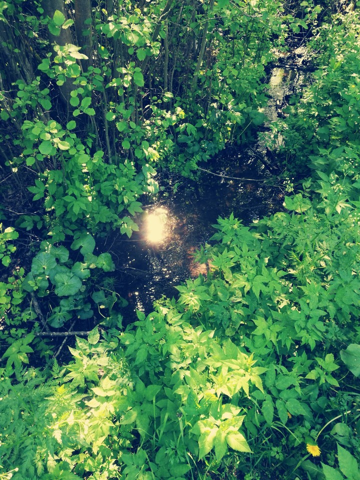 Sunlight in the water.