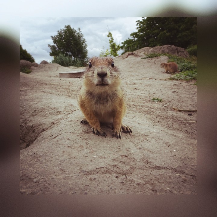 Blijdorp rotterdam zoo