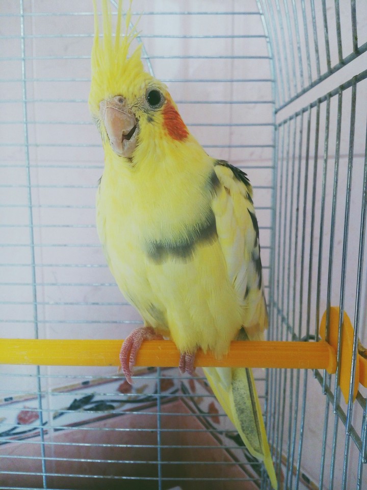 Parrot