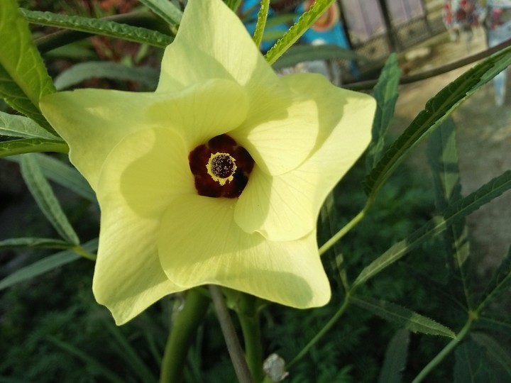 Ladyfinger's Flower
