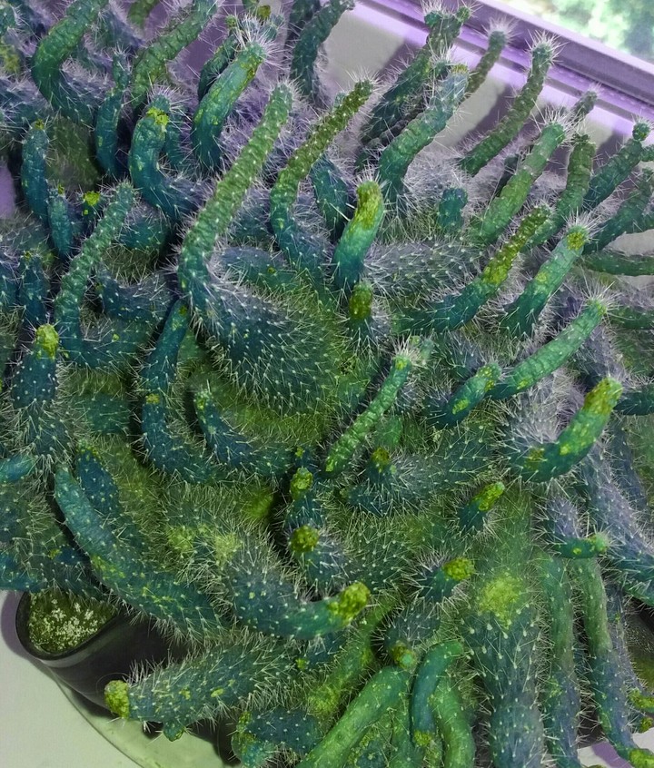 кактус