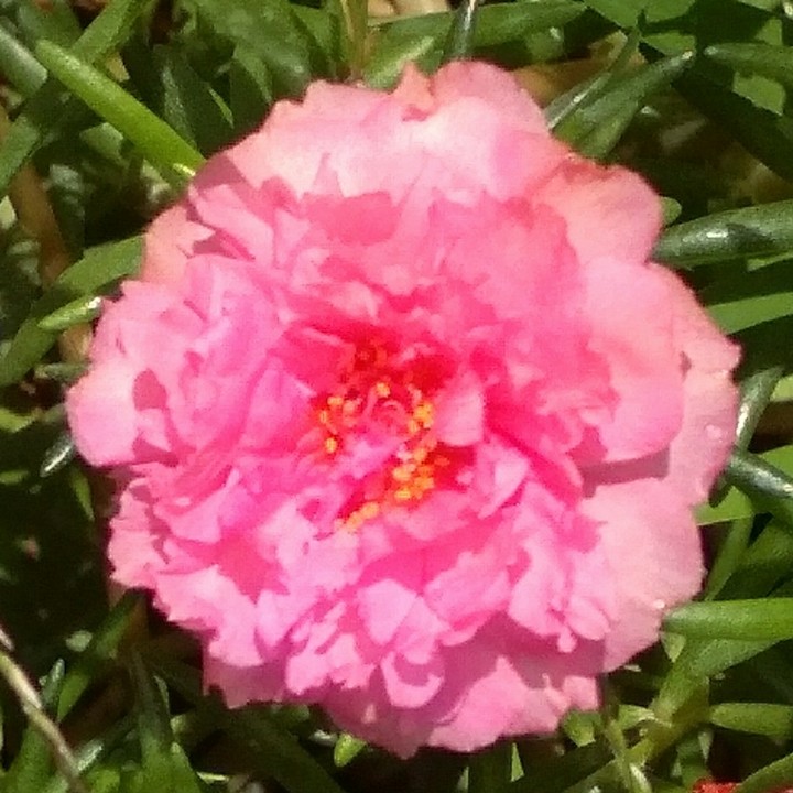 Pink flower