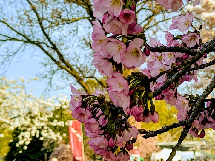Cherry Blossom, Washington, DC