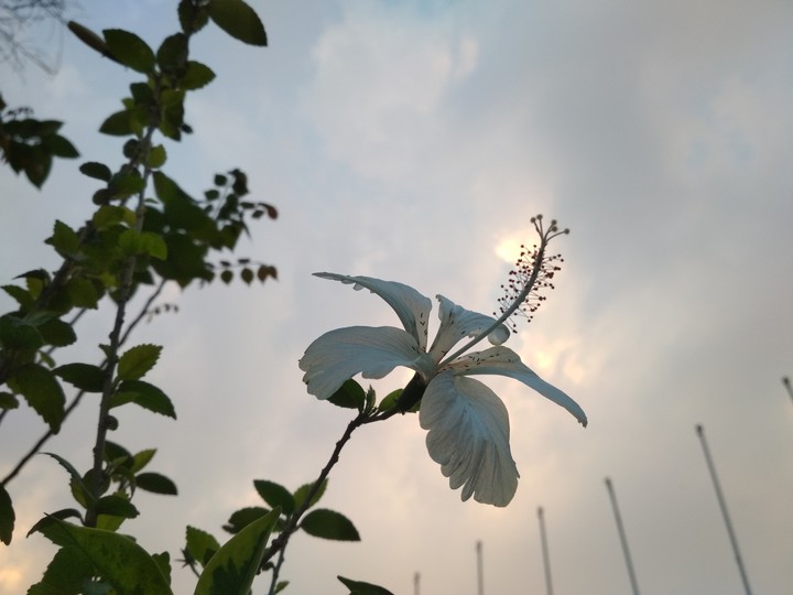 flower_sky