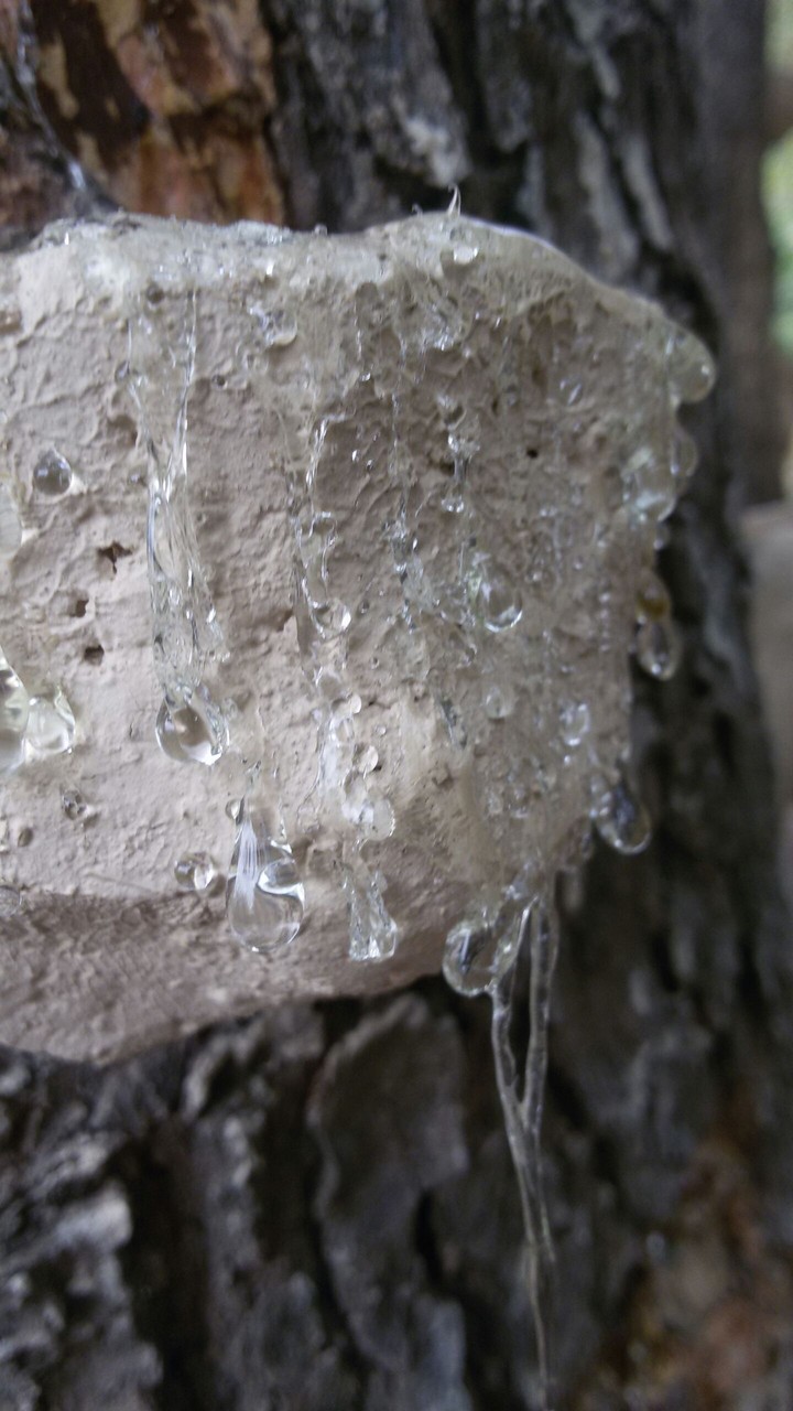 fungus