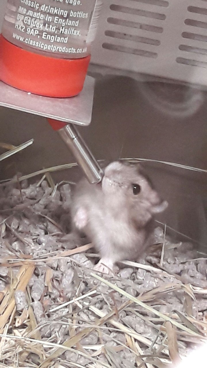 Mäuse