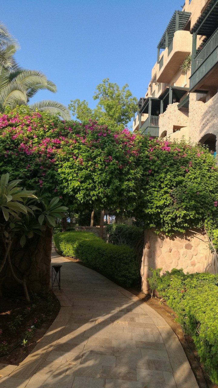 aqaba garden