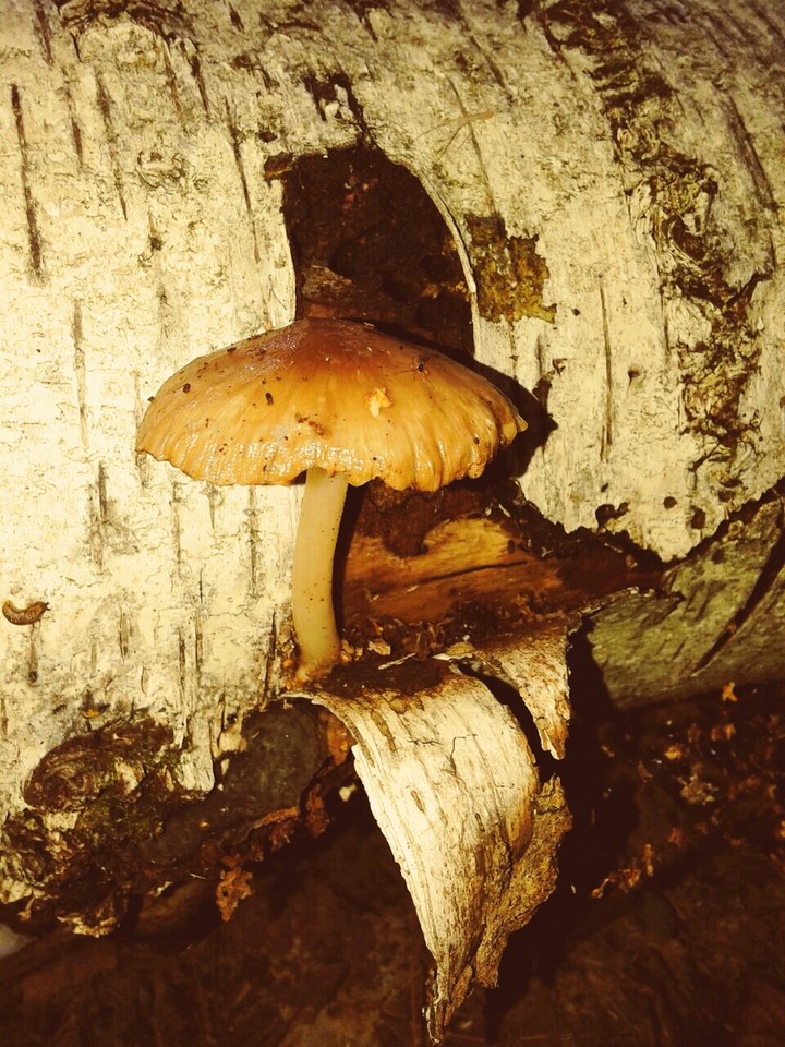 Осенний лес