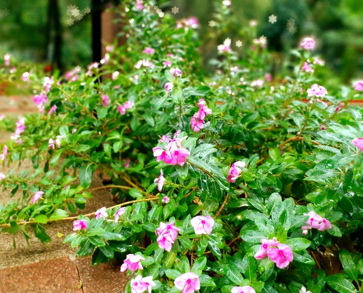 flowers