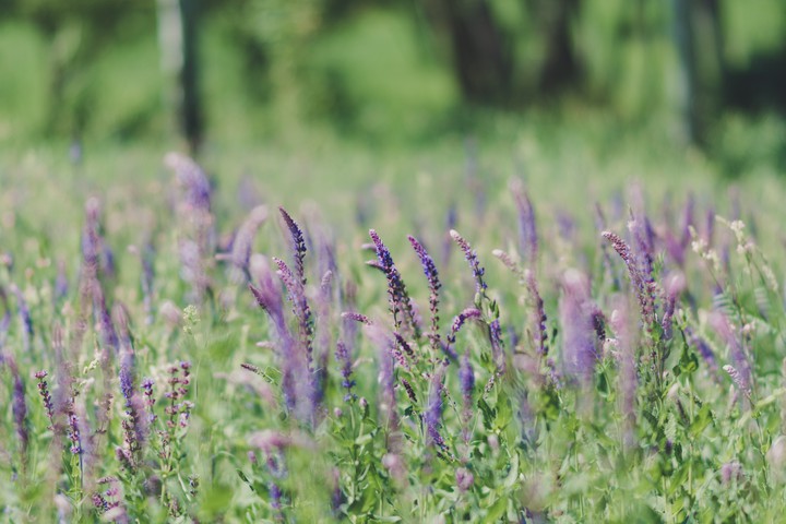 viola