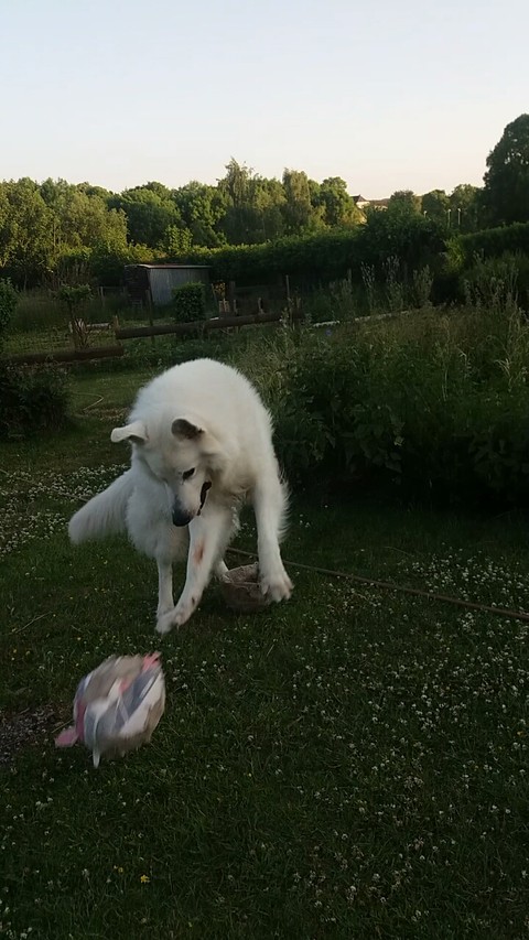 mon chien