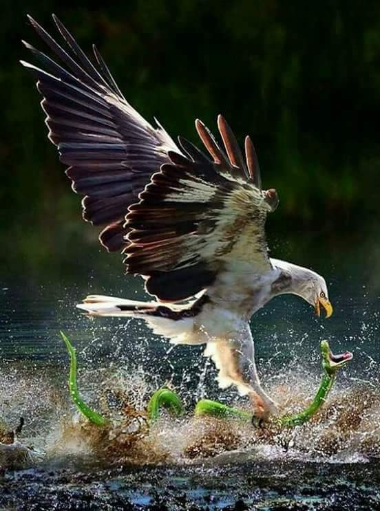 naturaleza