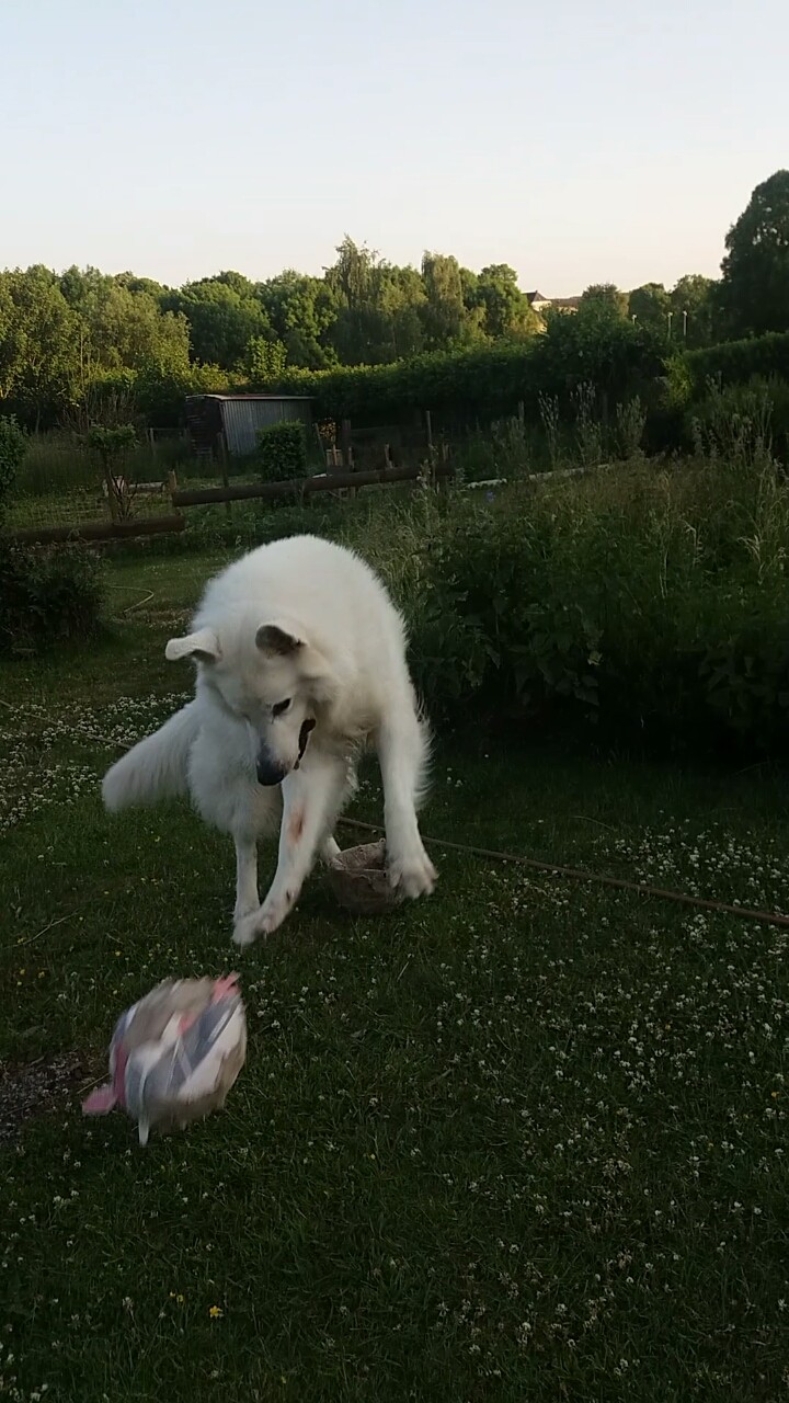 mon chien
