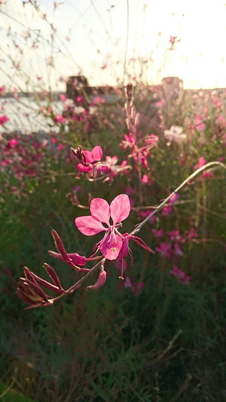 pink