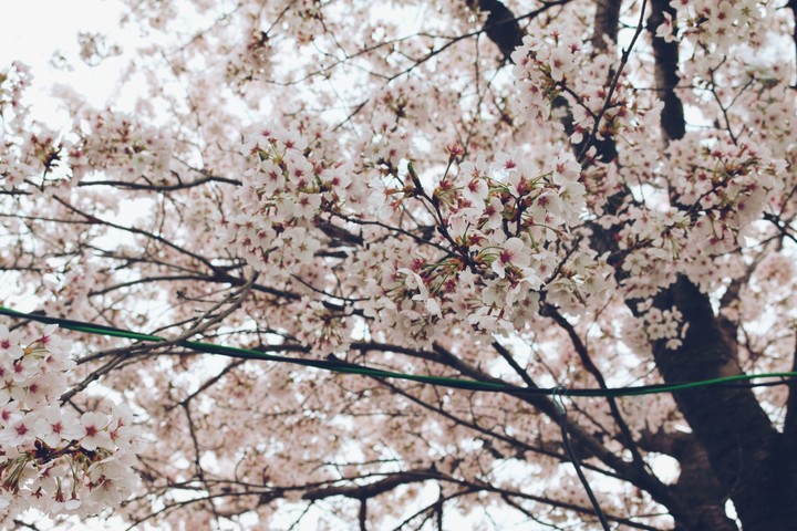 벚꽃나무