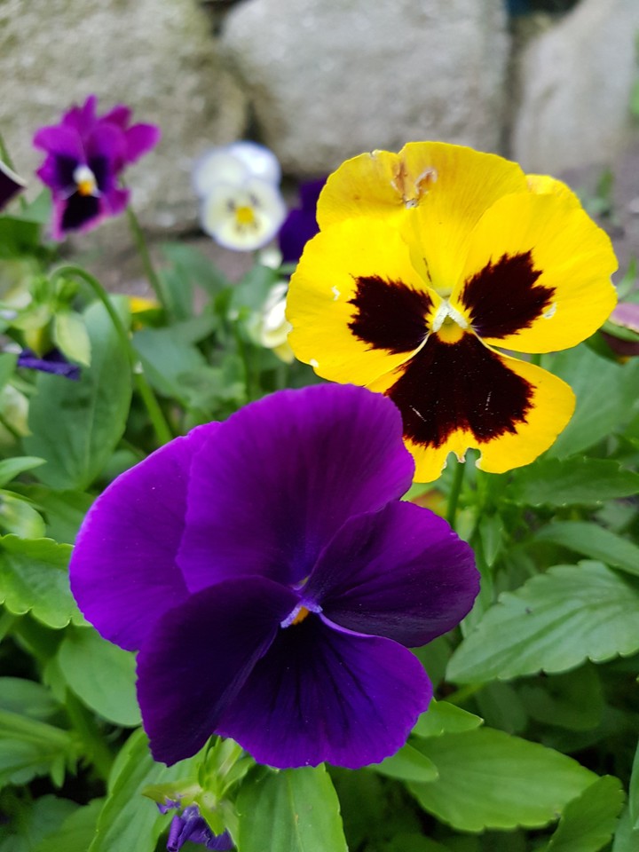 #flowers