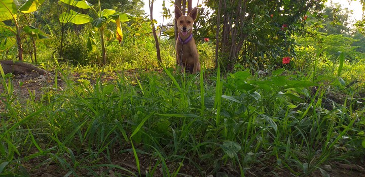 fox dog