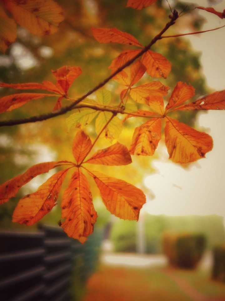 Autumn Leaves