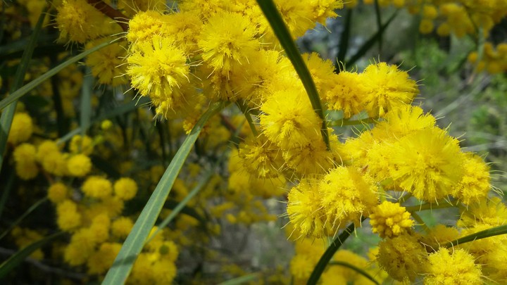 Mimosa
