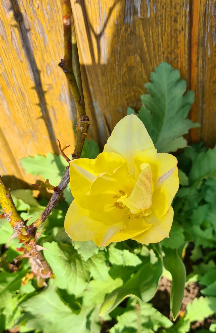 Blumen