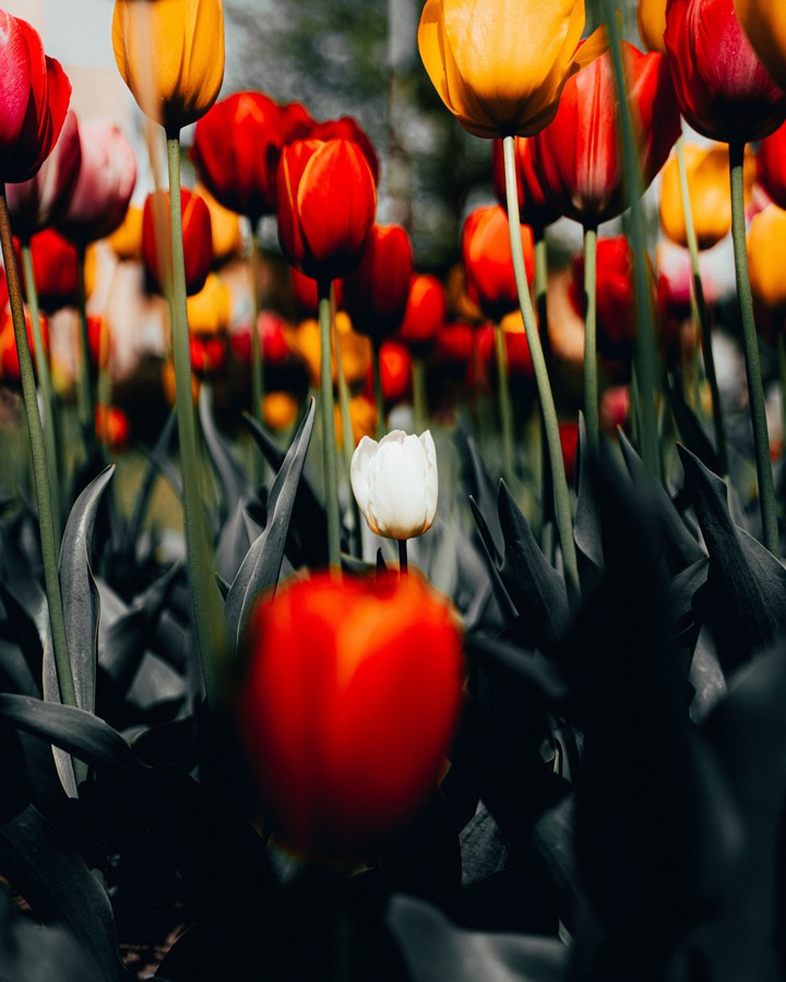 tulip