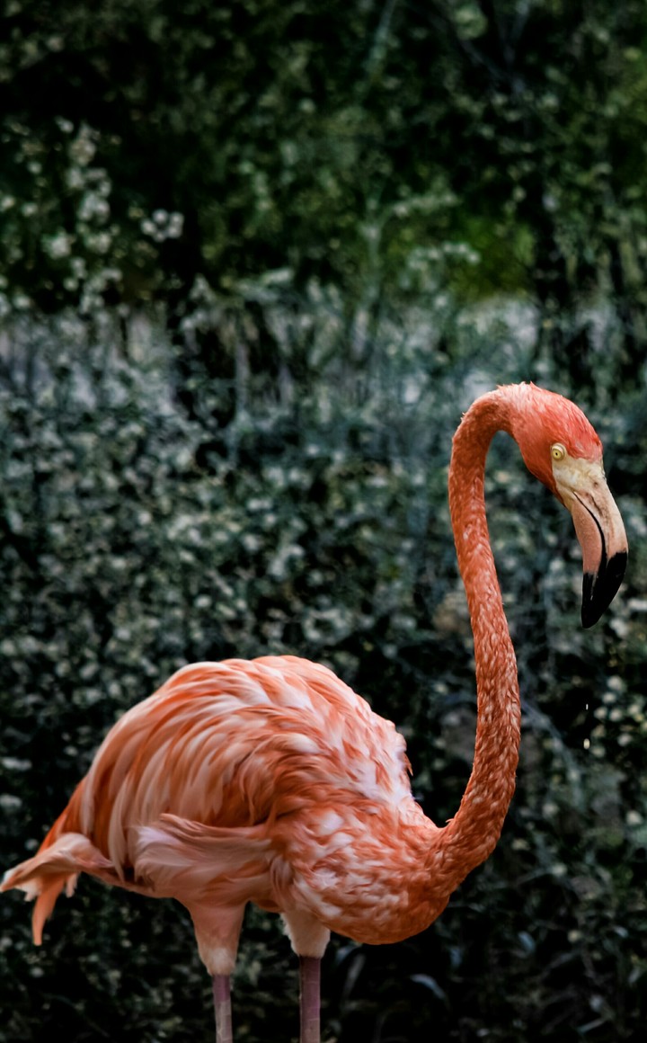 flamingo