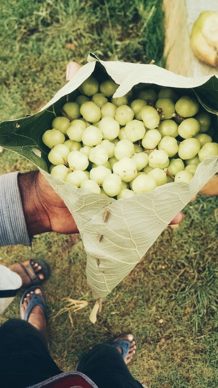 fruit