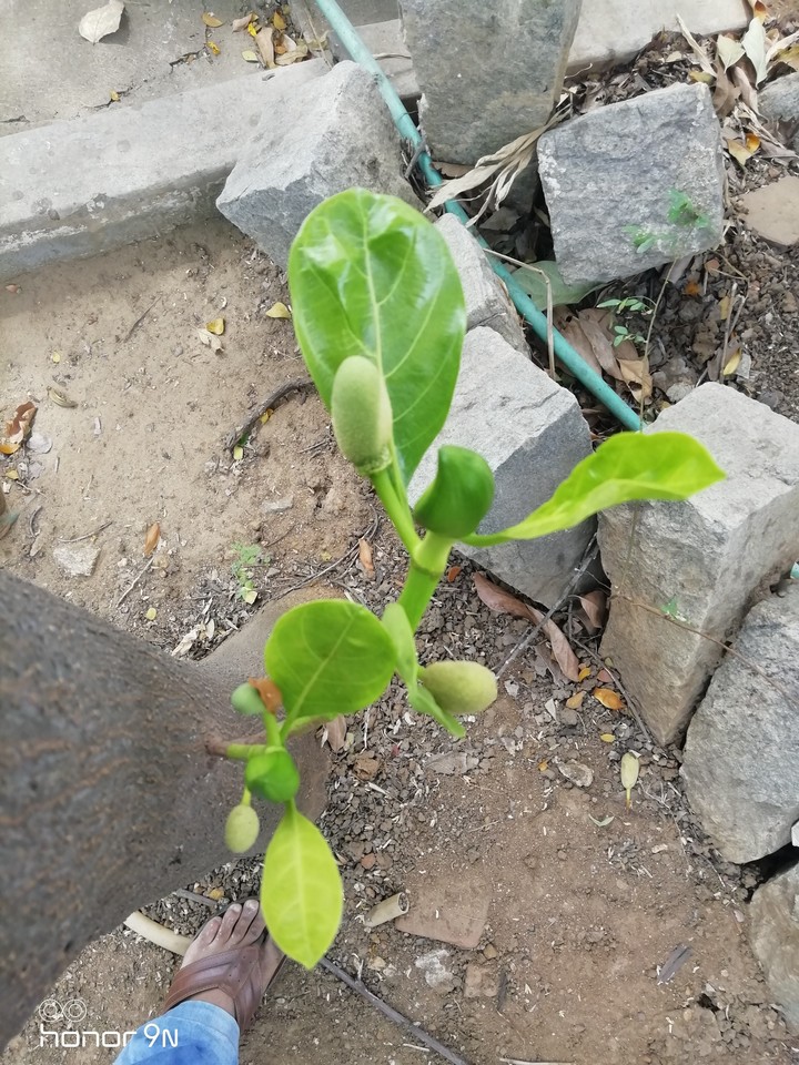 Jack fruit Baby