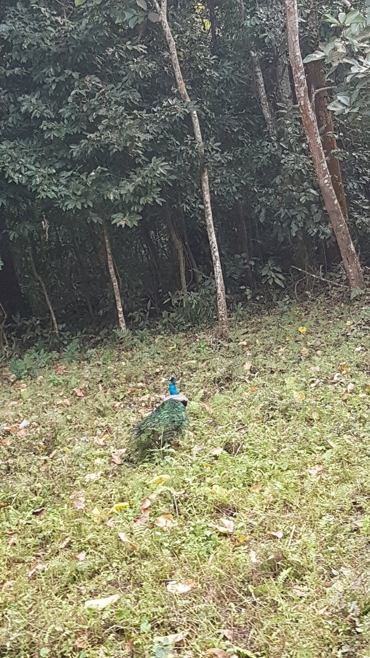 Peacock