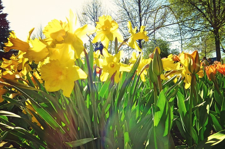 Sunny day