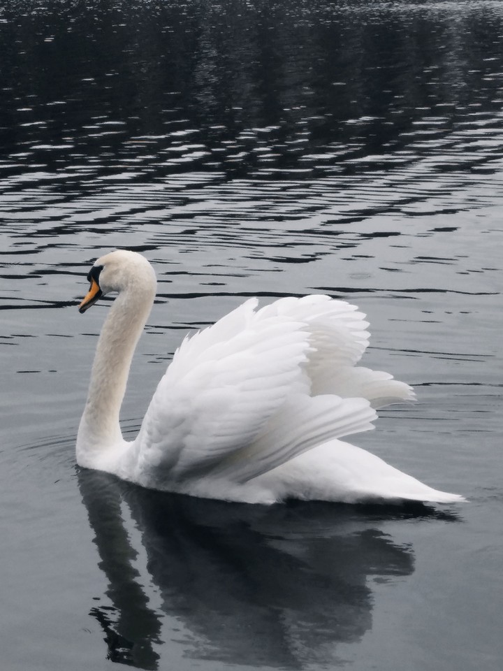 Swan