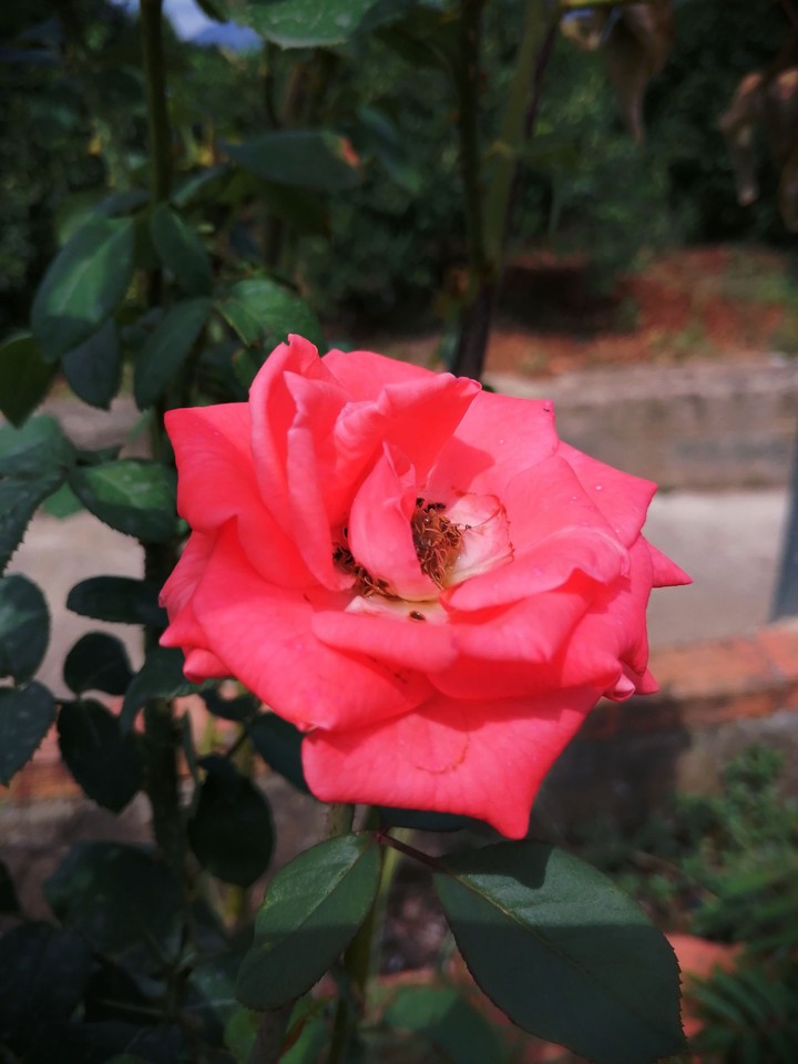 The color of beauty