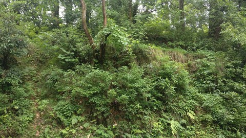 Greenery