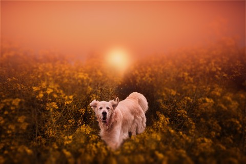 тапети savanna, evening