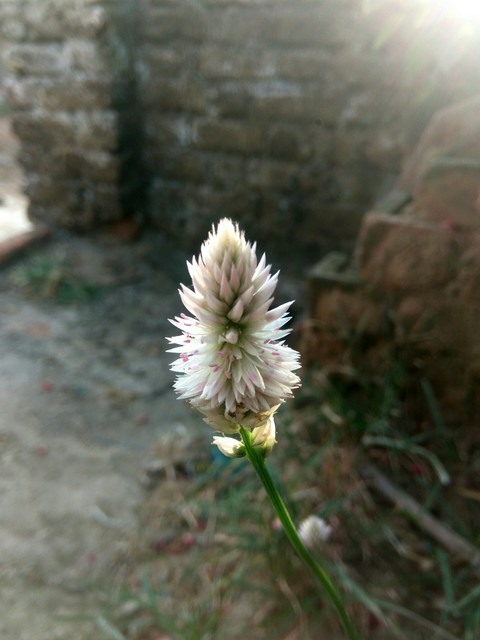 grass maybe (-_-)