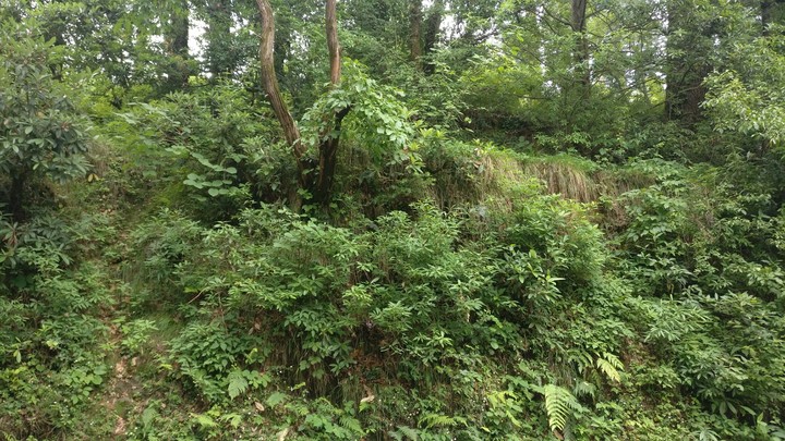 Greenery