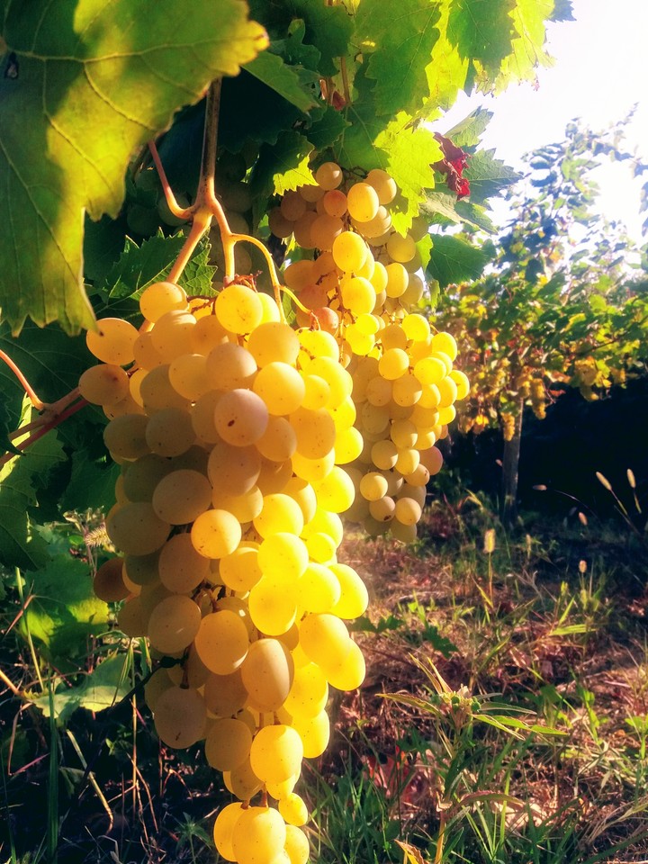 grape