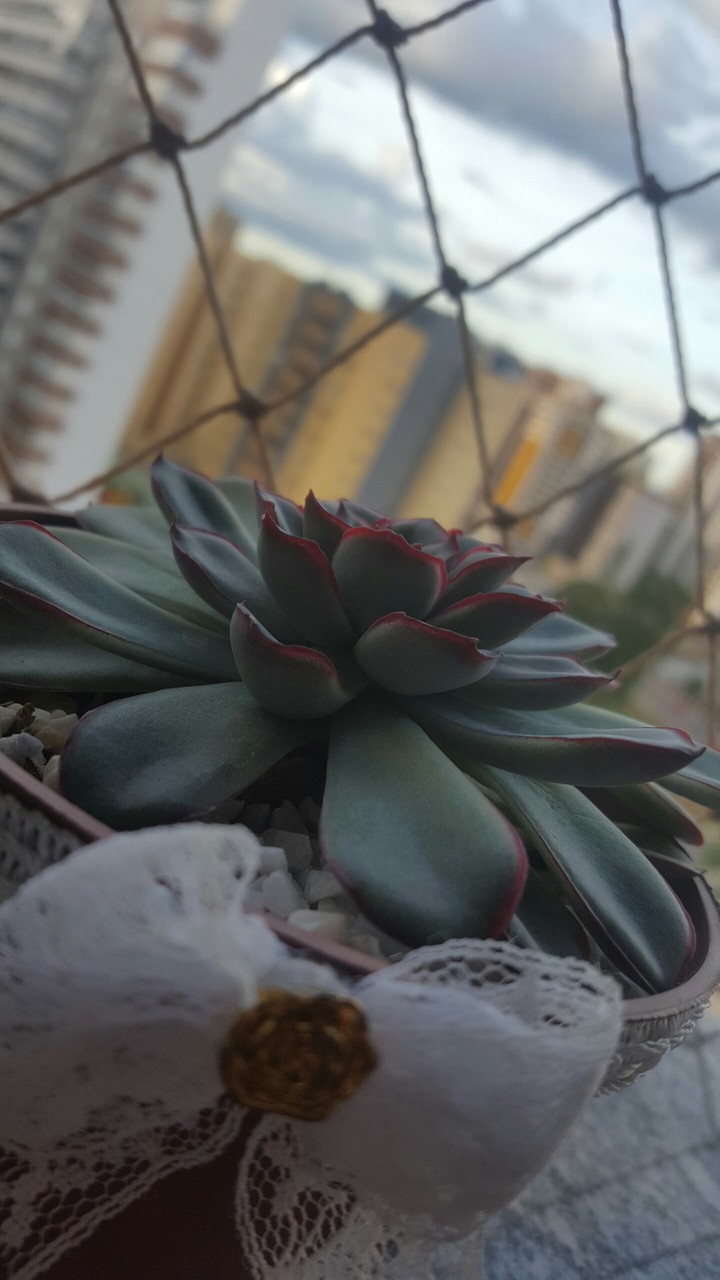 nature