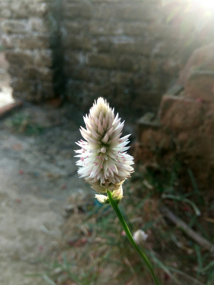 grass maybe (-_-)