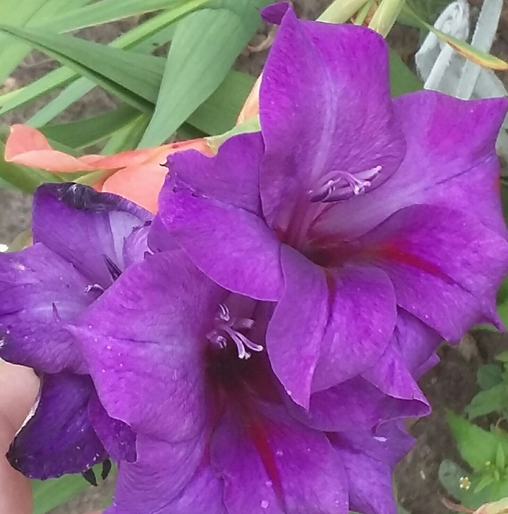 flower