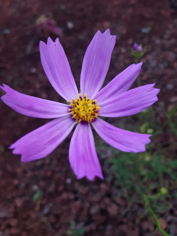 Lilac cosmos flower