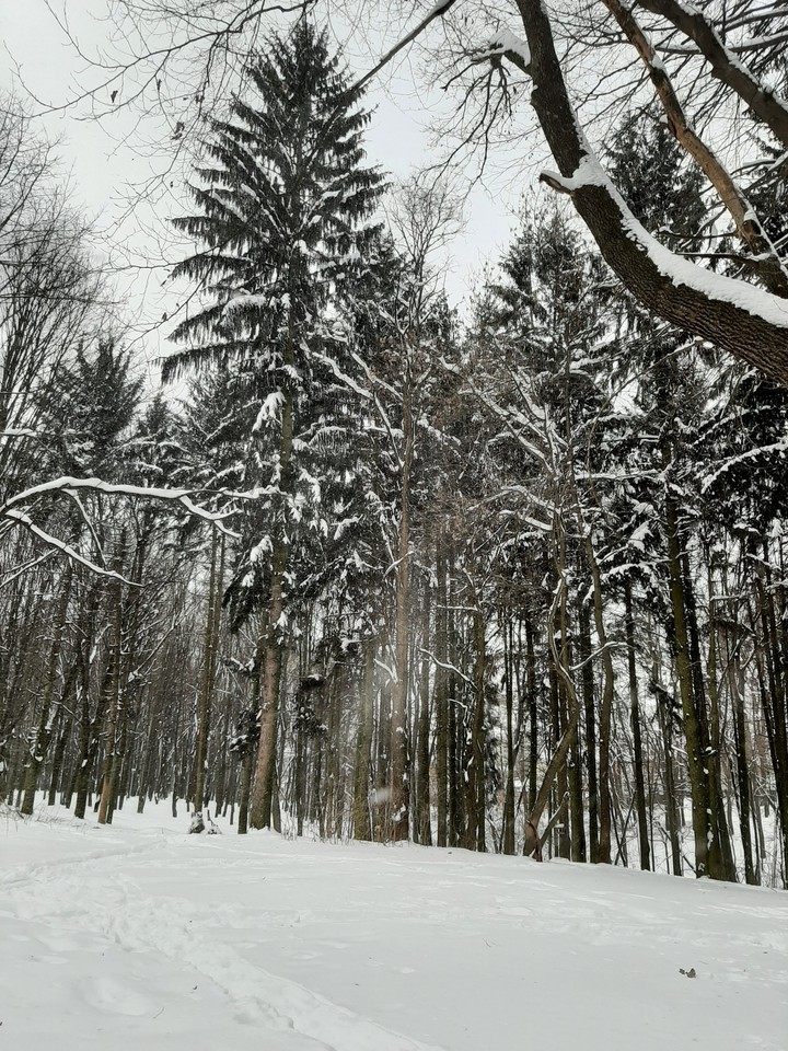 winter with snow