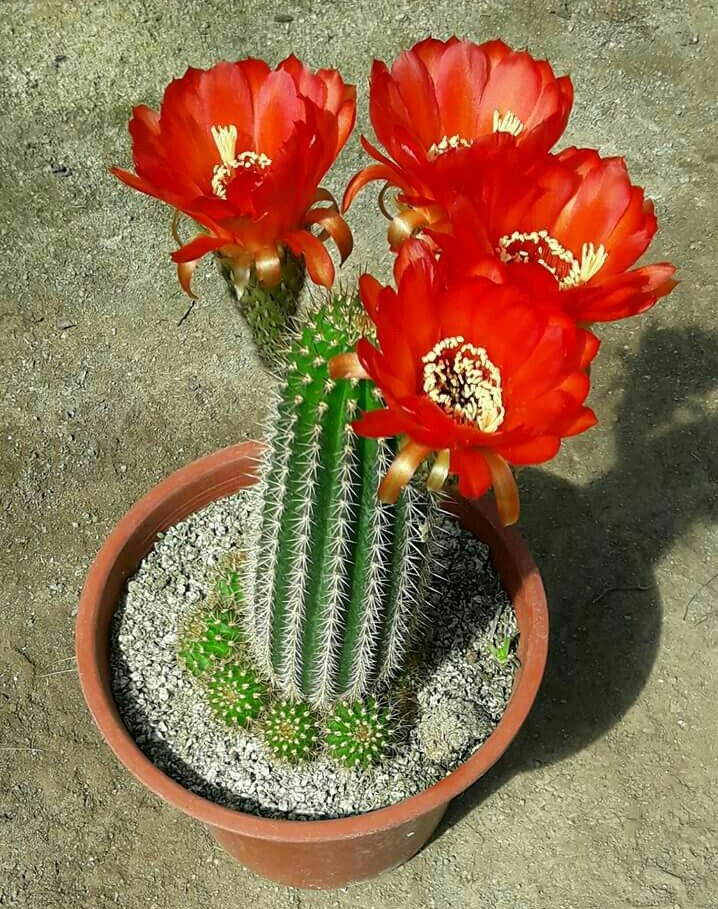 ♥