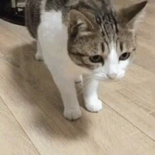 sweet kitty