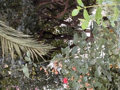 Flores - Madrid