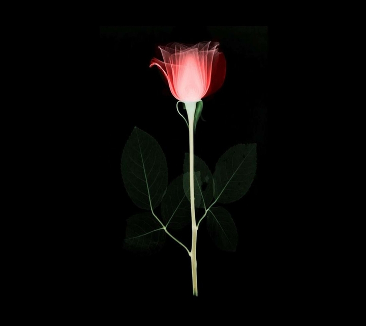 light 68 Rose edited778