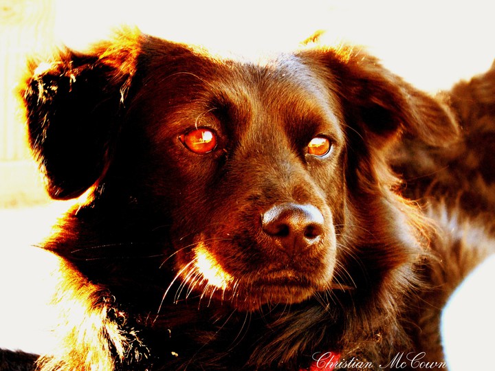 border Collie friend