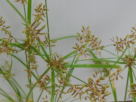 тапети plant, painting