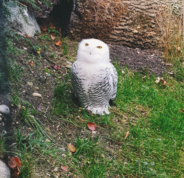 owl
